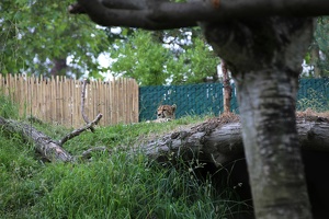 Peeking Cheetah